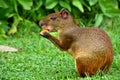 Central American agouti